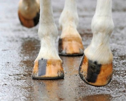 Close up shot of a grey horse's hooves as it walks