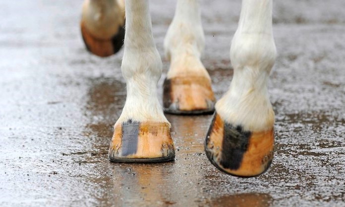 A bruised sole is a painful condition of the horse's hoof