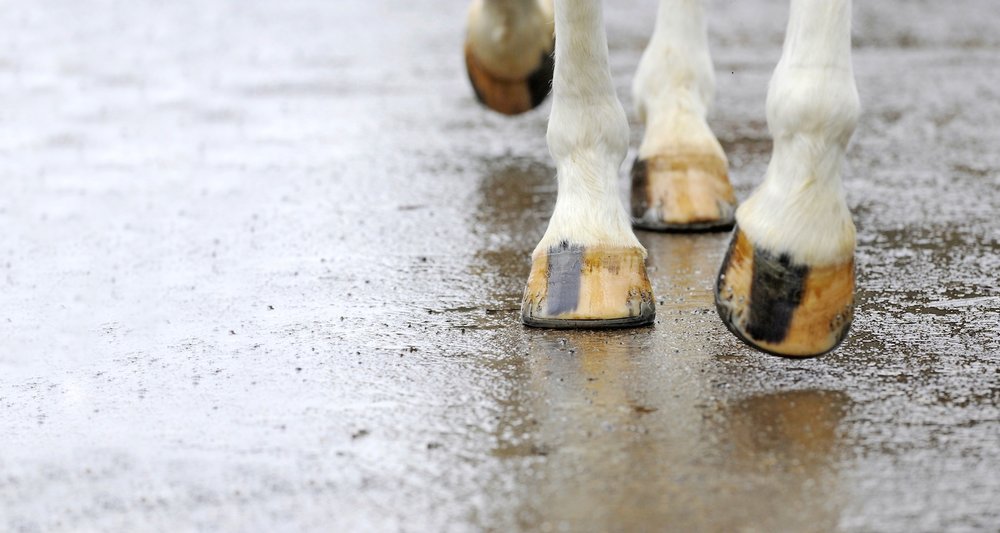 Help Your Horse's Hooves Your Horse