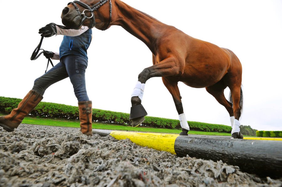 Even the simplest of groundwork exercises will have an effect on a horse and it pays to incorporate in-hand polework into your weekly routine