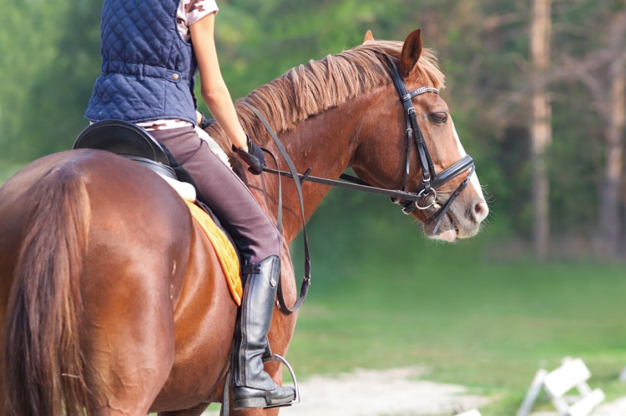 Everything you need to know about electrolytes and their importance for  horse health - Your Horse