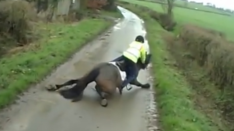 Viral Video of Horse Slipping on the Road Aims to Raise Awareness of