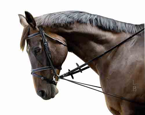 Kincade Elastic Chambon Training Strap