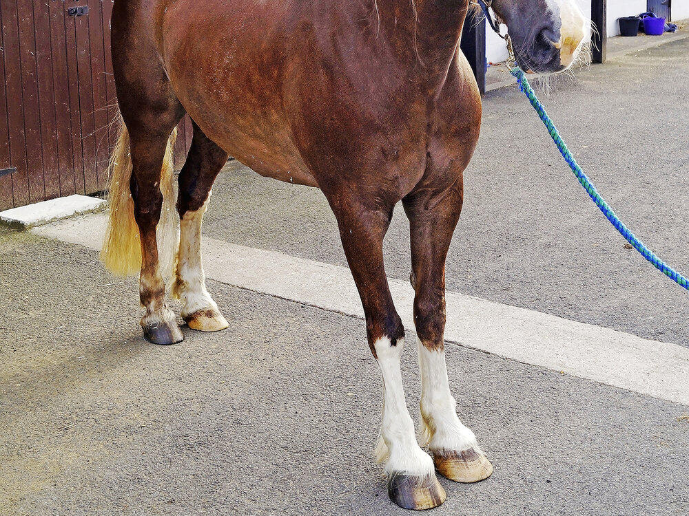 Equine Cushings Disease