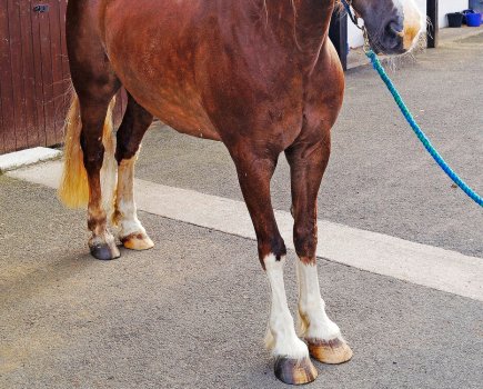 Leaning back on the heels to remove pressure on painful toes is a tell-tale sign of serious laminitis in horses