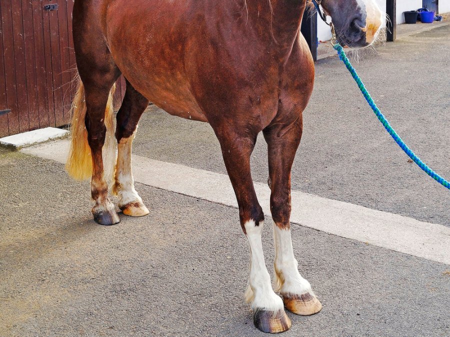Leaning back on the heels to remove pressure on painful toes is a tell-tale sign of serious laminitis in horses