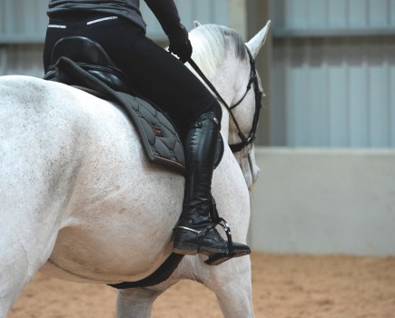 Pictured is a close up of a grey horse being schooled; riders legs need to move less on a lazy horse so that when they do move the horse listens