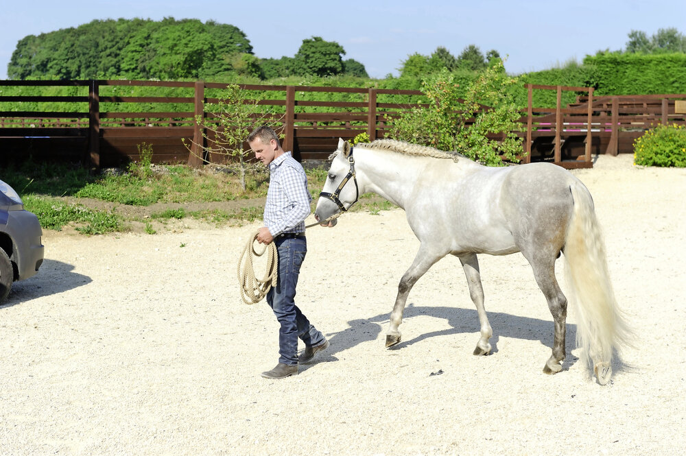 How to Teach Your Horse to Lead Politely Your Horse