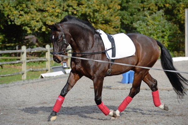 Choose from our pick of lunge reins before lungeing your horse