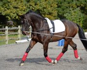 Choose from our pick of lunge reins before lungeing your horse