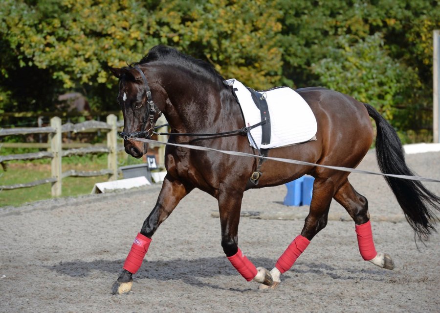 Choose from our pick of lunge reins before lungeing your horse