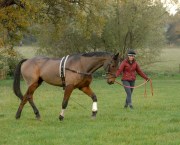 A lunging whip is a useful supportive aid when lungeing a horse