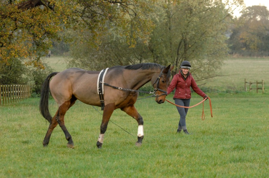 A lunging whip is a useful supportive aid when lungeing a horse