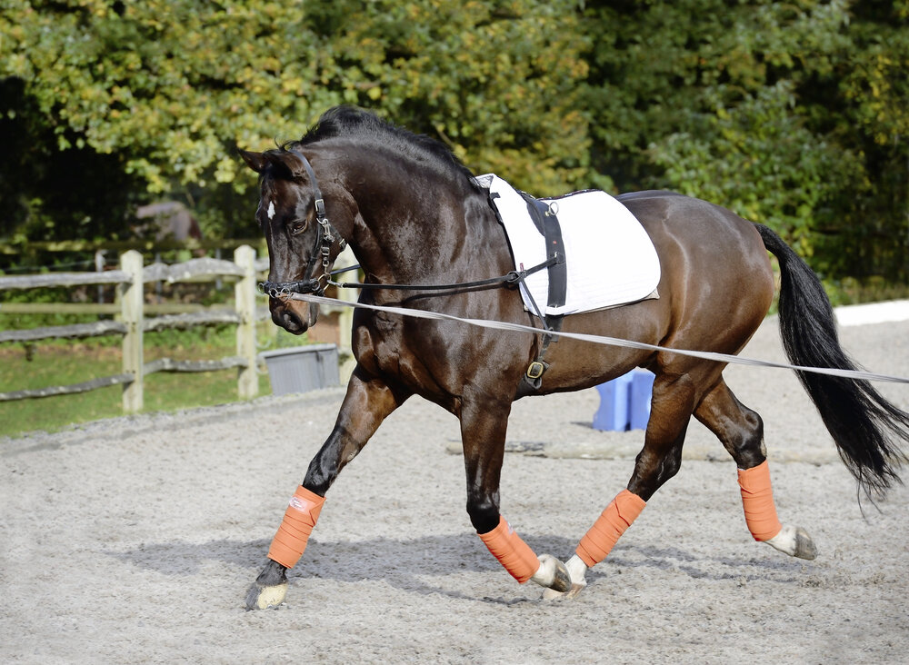 Pessoa lungeing system and other useful lungeing aids for your horse
