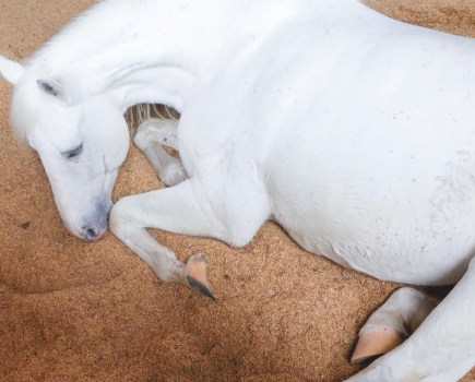 Pictured is a grey horse lying down on a shavings bed, a possible sign of colic in horses