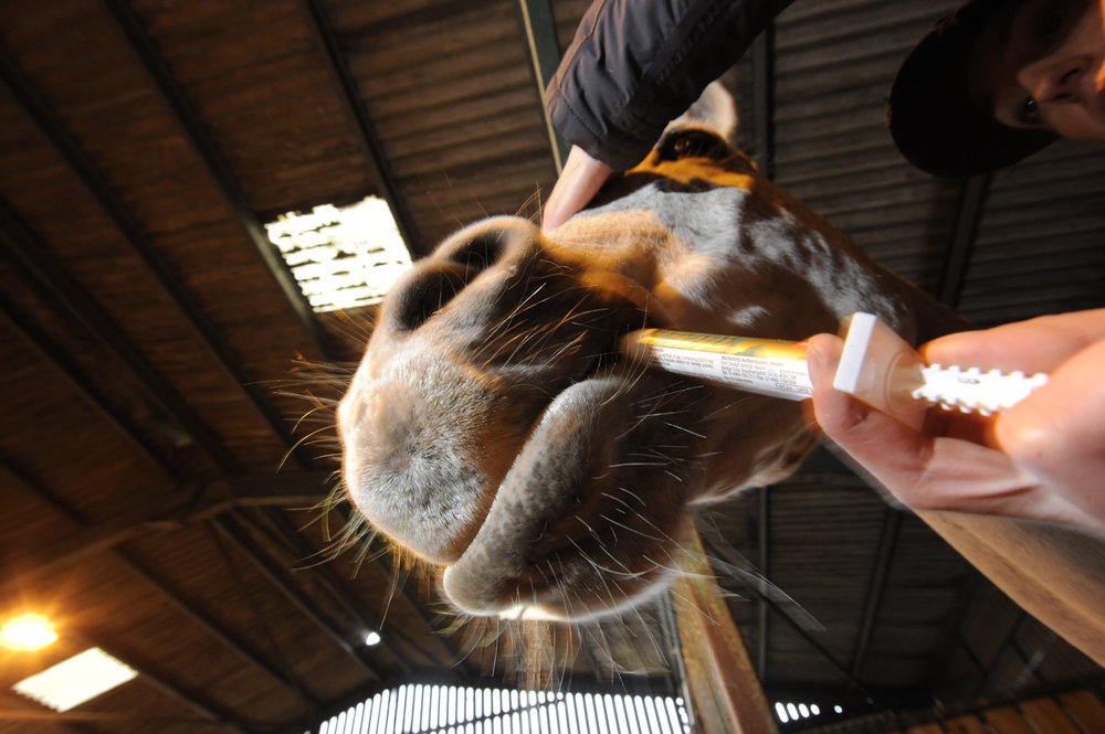 Vets Warn of Encysted Small Redworm Infection Risk Your Horse