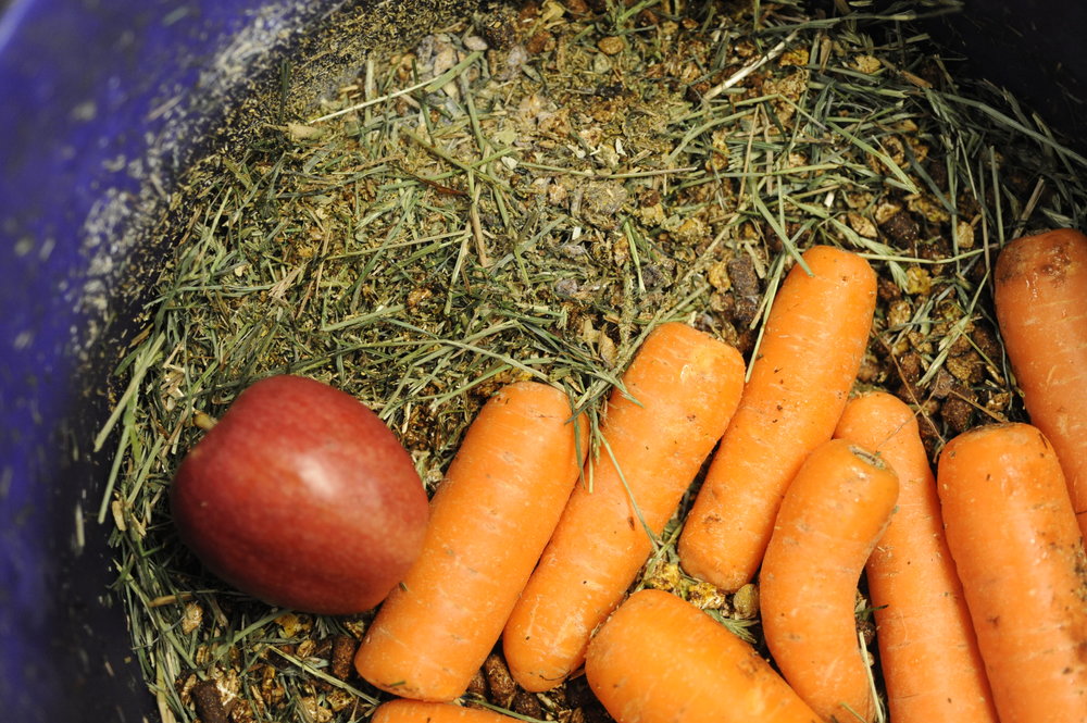 What Human Foods Can and Can’t Be Given to Horses as Treats? Your Horse