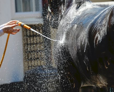 Hosing a horse down with cold water