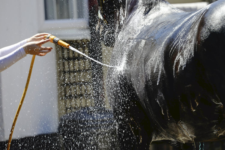 Hosing a horse down with cold water