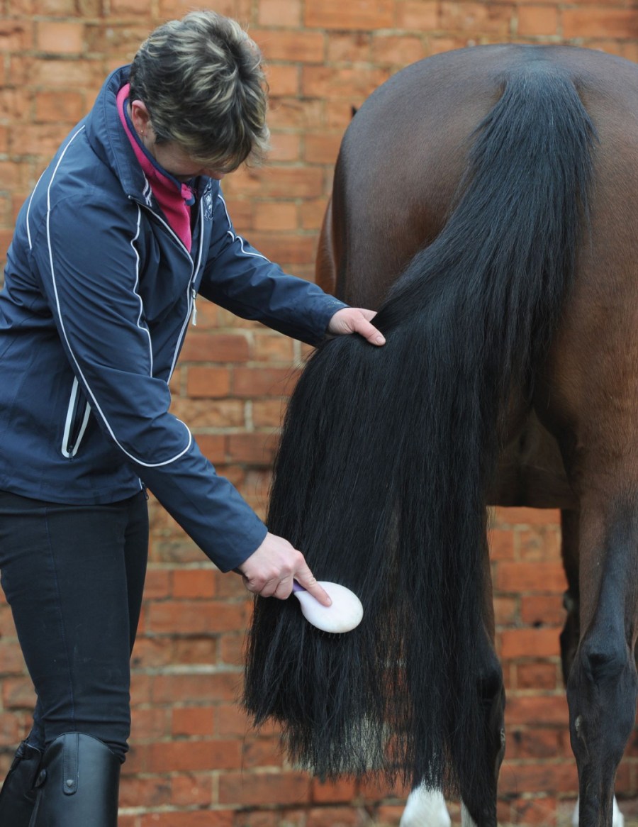 Avoid brushing tails every day, as it can break hair