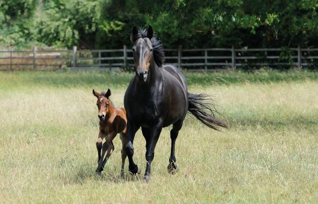 The biological intention is for a mare to become a parent, but most of us won’t breed from our mare