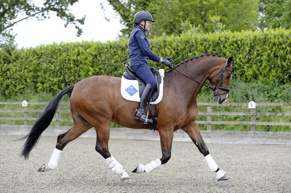 How to Ride and Develop Medium Trot Your Horse How to Ride and Develop Medium Trot Your Horse