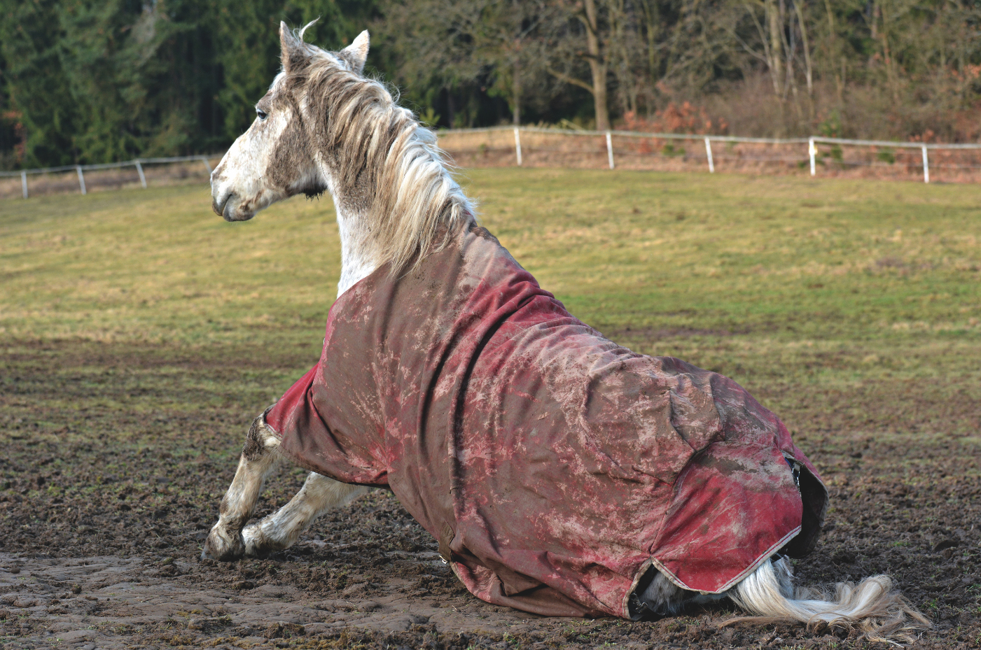 Mud fever all about the notorious winter problem that isn't actually