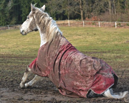 Wet conditions, rather than mud, causes mud fever in horses