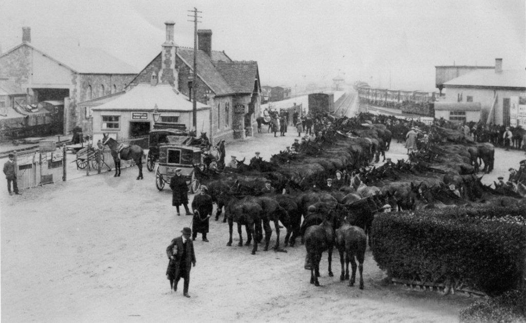 UK Unaware of the Contribution of Horses and Donkeys in WW1 Your Horse