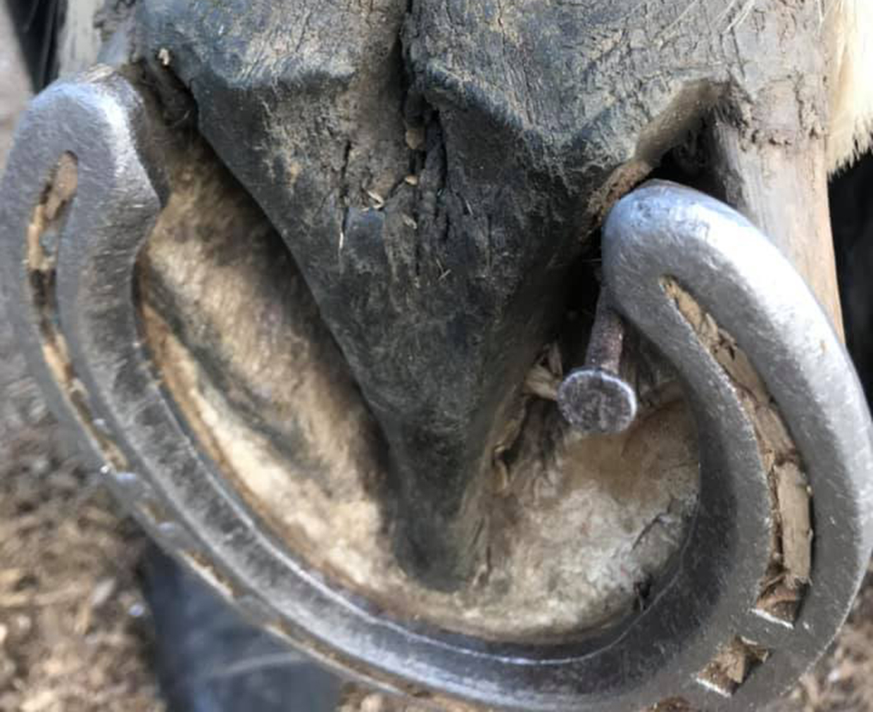 Mare who stood on threeinch nail out hacking makes a full recovery to