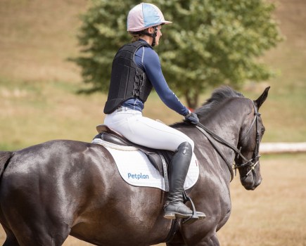 Pictured is a horse wearing a neck strap