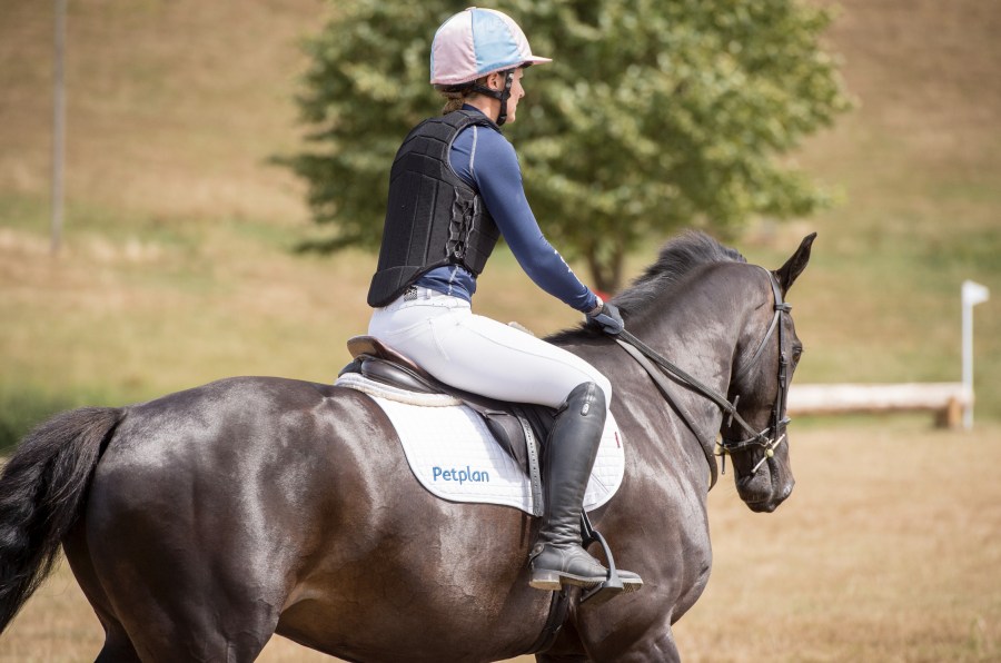 Pictured is a horse wearing a neck strap