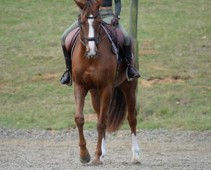 Pictured is a chestnut horse beginning a turn on the forehand