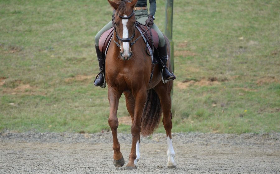 Pictured is a chestnut horse beginning a turn on the forehand