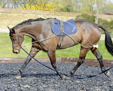 A Pessoa lunging system can help improve a horse's way of going when fitted and used correctly