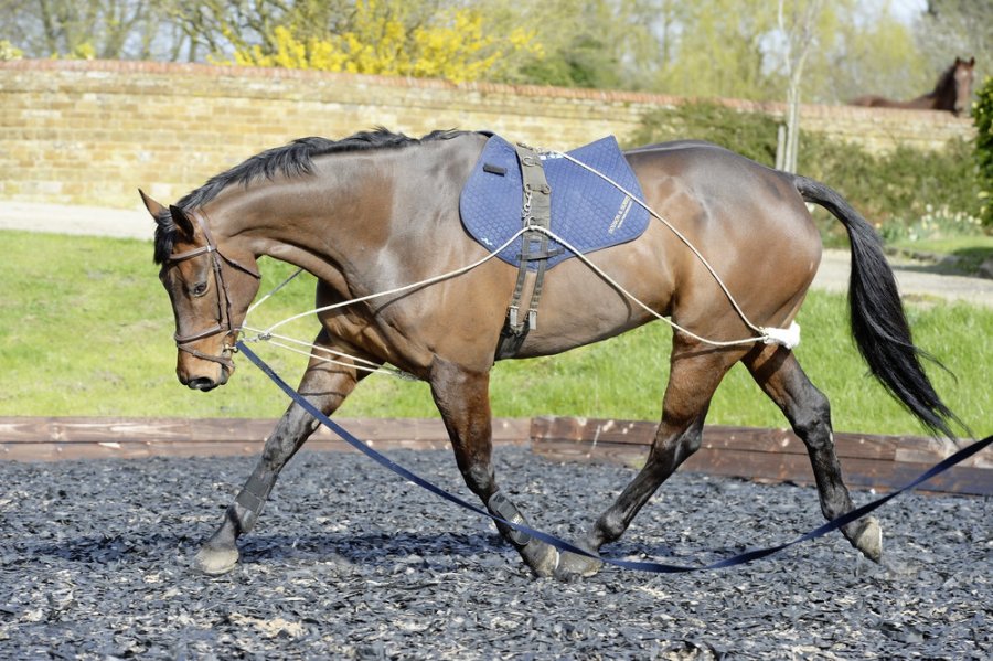 A Pessoa lunging system can help improve a horse's way of going when fitted and used correctly