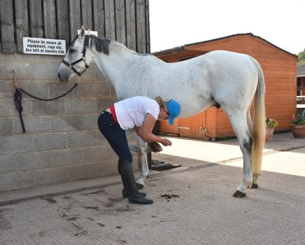 Pictured is a grey horse having a front hoof picked out, which is essential for hoof care and keeping hooves healthy