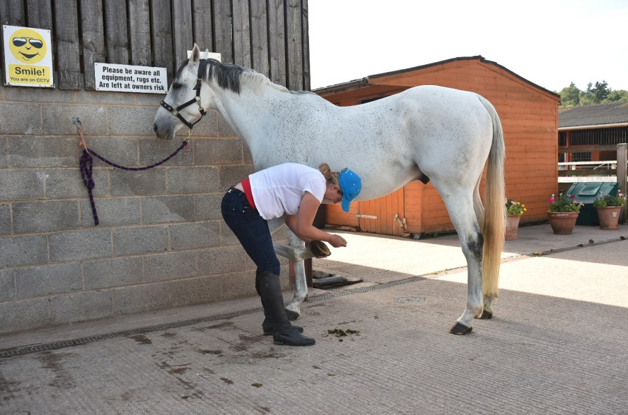 Pictured is a grey horse having a front hoof picked out, which is essential for hoof care and keeping hooves healthy