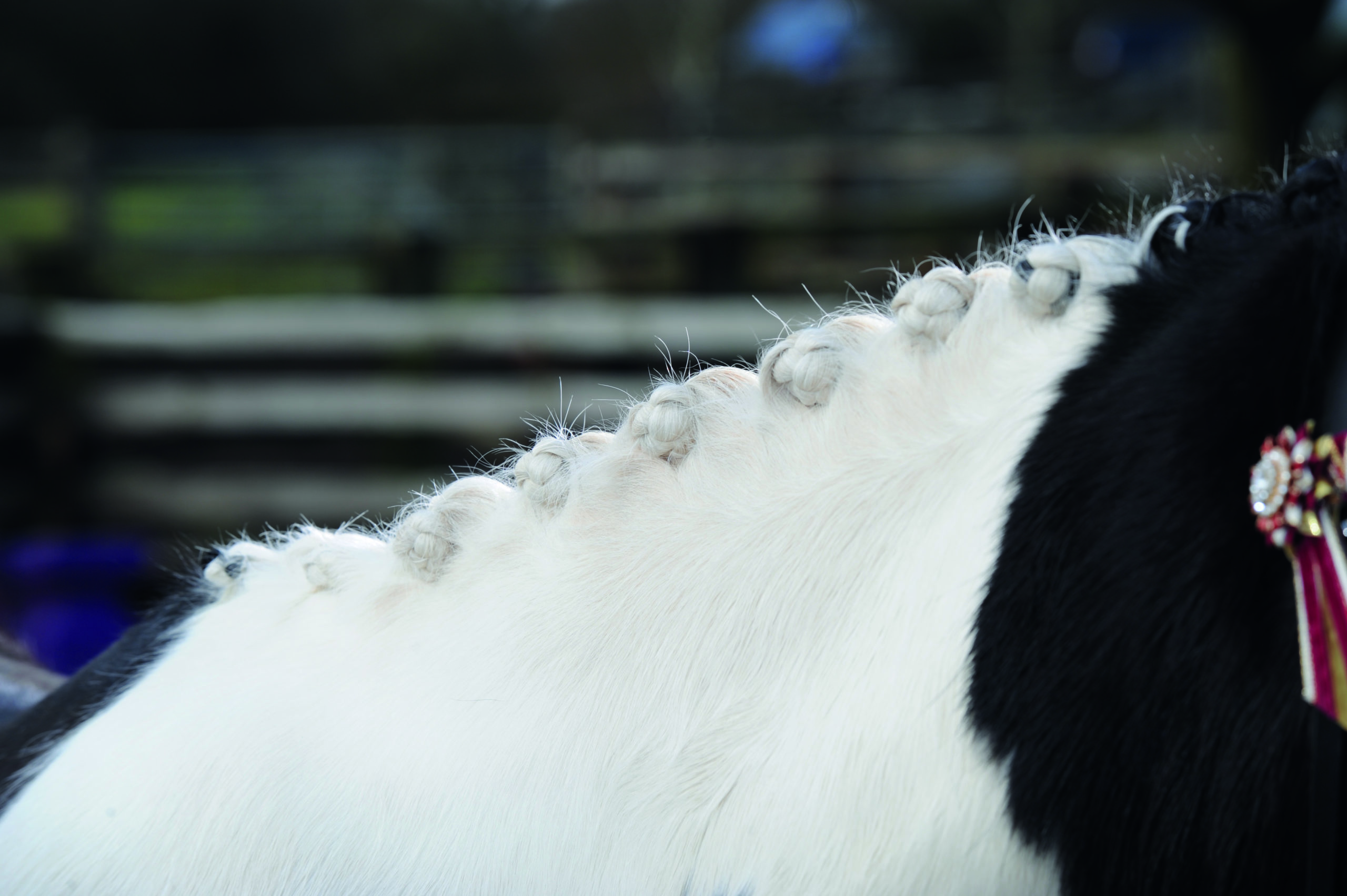 6 products for your horse's plaiting kit to help you achieve perfect
