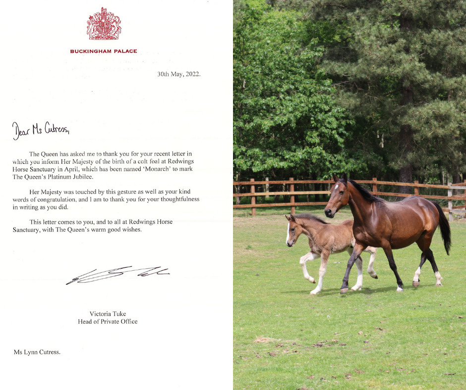 The Queen 'touched' by foal named in her honour - Your Horse