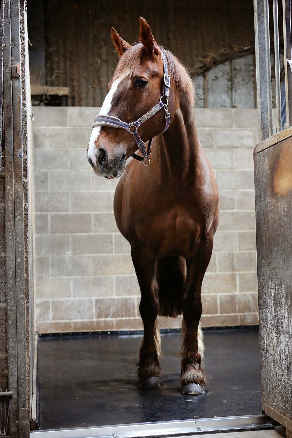 Rugging for Winter Is It So Necessary? Your Horse