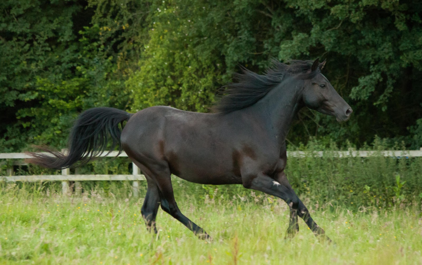 Real Life Black Beauty Seeks New Home - Your Horse