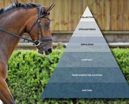 Pictured is a dressage horse and a diagram of the Scales of Training pyramid