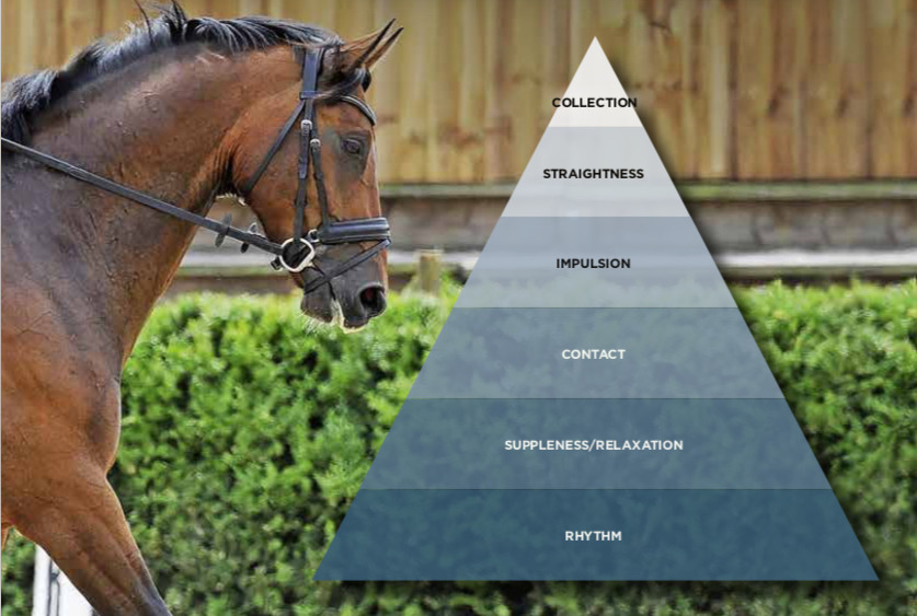 Pictured is a dressage horse and a diagram of the Scales of Training pyramid