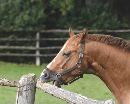 Horse stereotypies and vices are almost impossible to stop completely