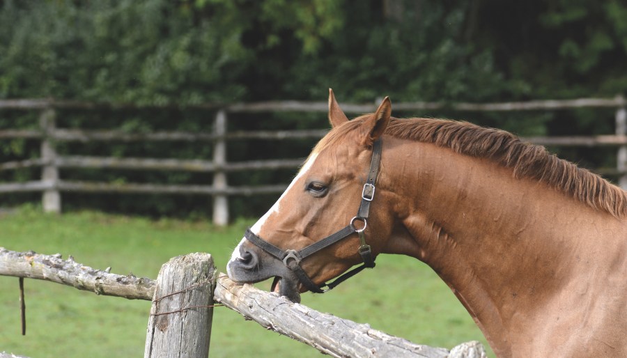 Stereotypies and vices in horses could making a horse stop do more harm than good? Your Horse