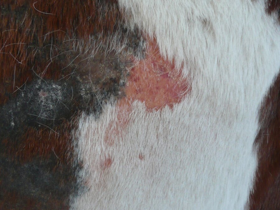 Photo shows a self-inflicted trauma on the side of a horse due to mange