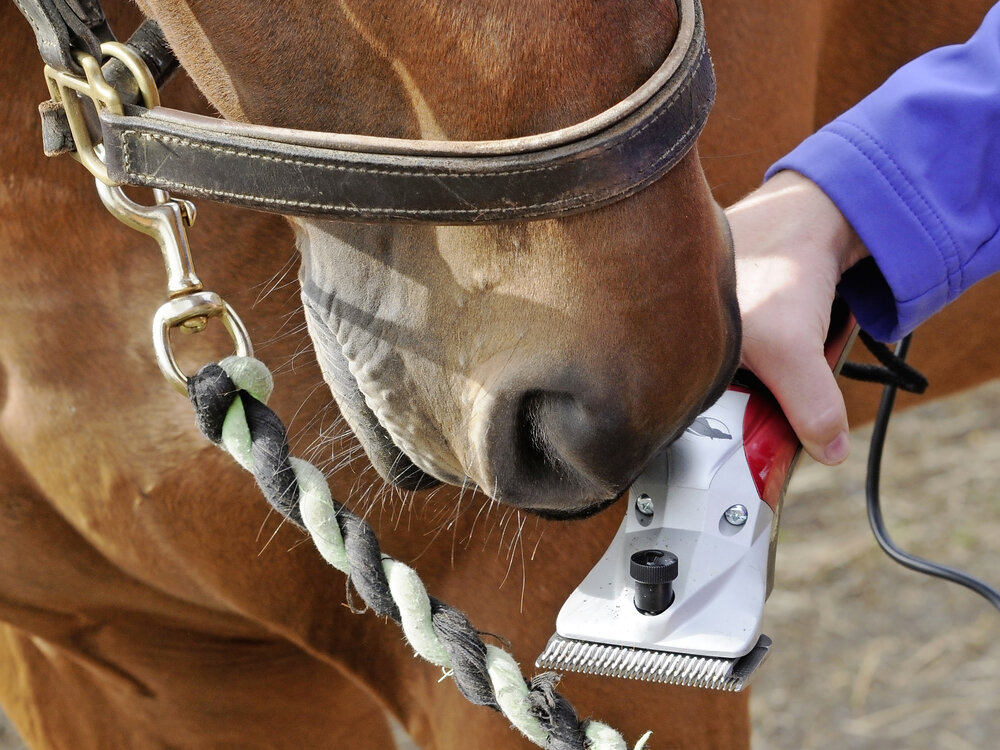 How to clip a horse who is scared of clippers Your Horse