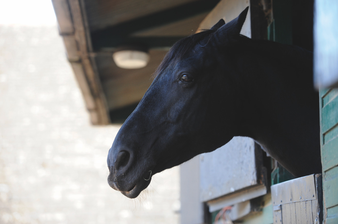 Any horse can suffer with gastric ulcers