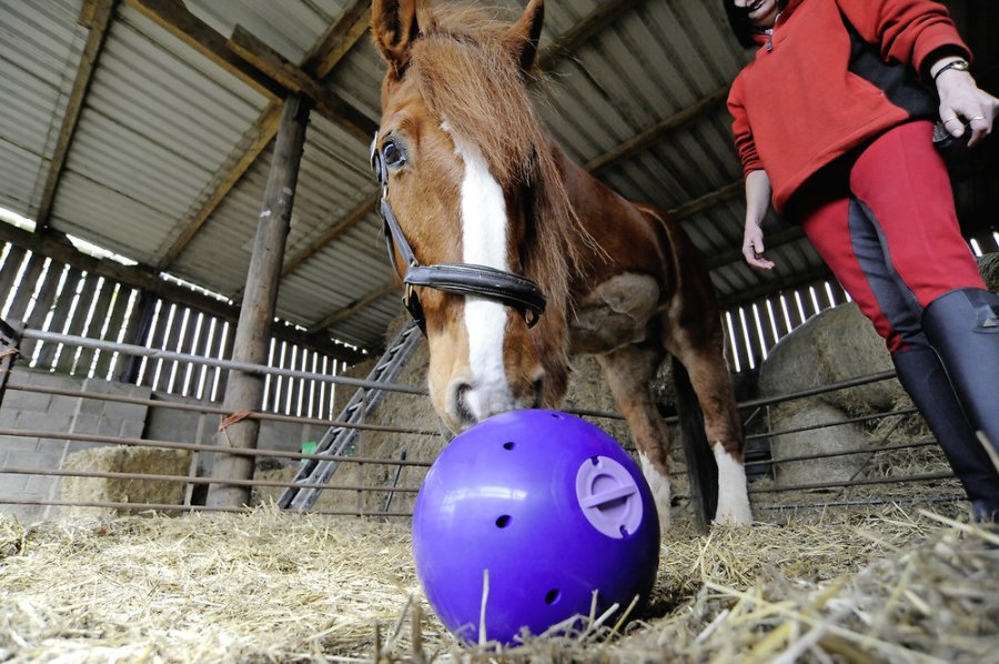 How to Feed a Horse on Box Rest Your Horse